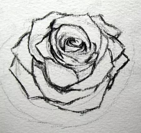 Rose Sketch