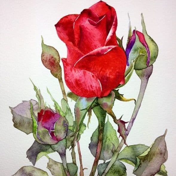 Watercolor Roses Painting 589 × 589