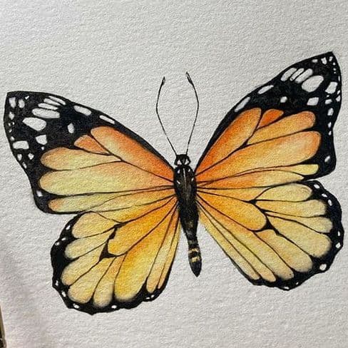 Butterfly Painting Watercolor