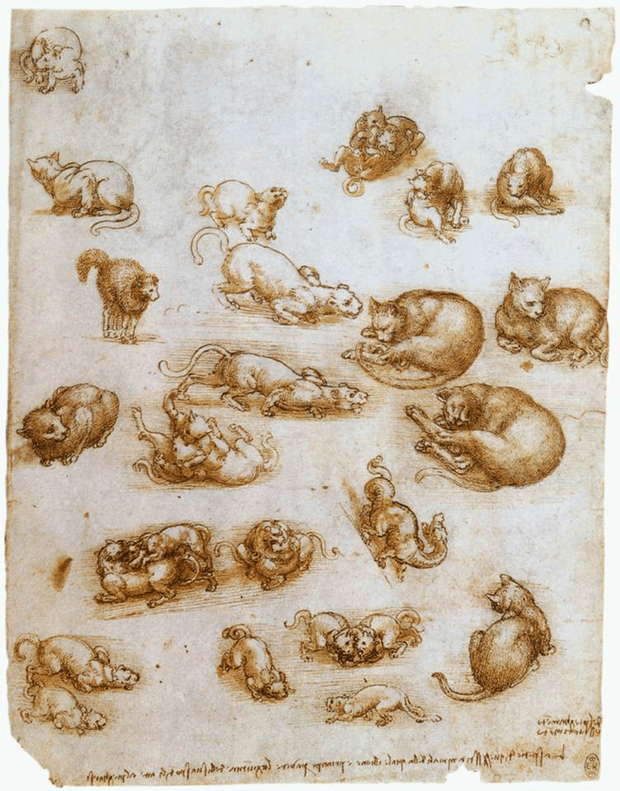 A Sketch of Cats