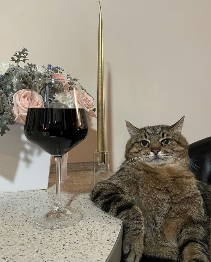 Stepan the Cat