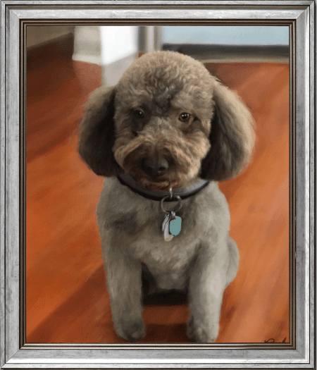 Final Oil Pet Painting from a Photo