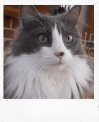 Photo for a Custom Watercolor Cat Portrait