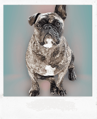 Photo for a Custom Dog Pencil Drawing