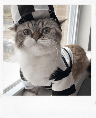 Cat Photo for a Painting 