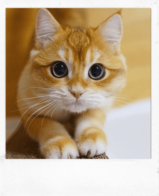 Photo for a Custom Cat Drawing - Orange Cat
