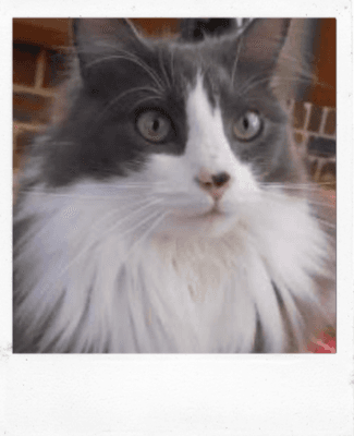 Photo to Turn into a Cat Drawing