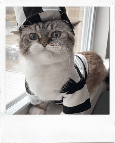 photo for a custom cat oil art