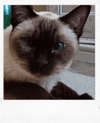 Photo for a Custom Cat Drawing