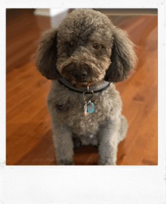 Photo for a Custom Oil Pet Portrait