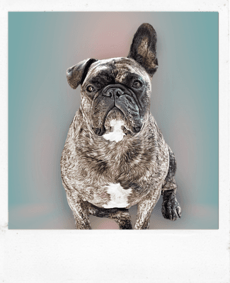 Photo for a Custom Pencil Pet Portrait