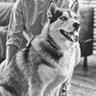 Pet Charcoal Drawing from Photo