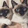 Pet Color Pencil Drawing from Photo