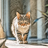 Cat Acrylic Portraits