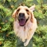 Custom Oil Dog Portraits