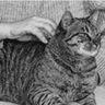 Cat Charcoal Drawing from Photo