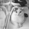 Cat Pencil Drawing from Photo