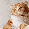Cat Color Pencil Drawing from Photo
