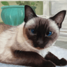 Cat Oil Portraits