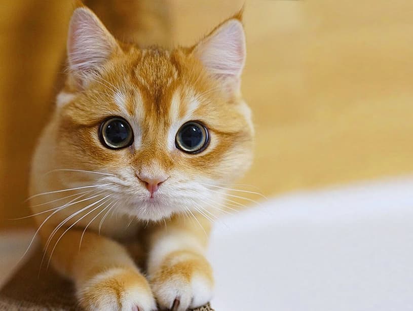 Photo of an Orange Cat to Turn into a Painting