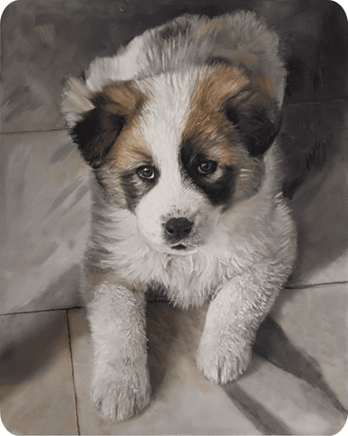 Example of a Watercolor Dog Portrait