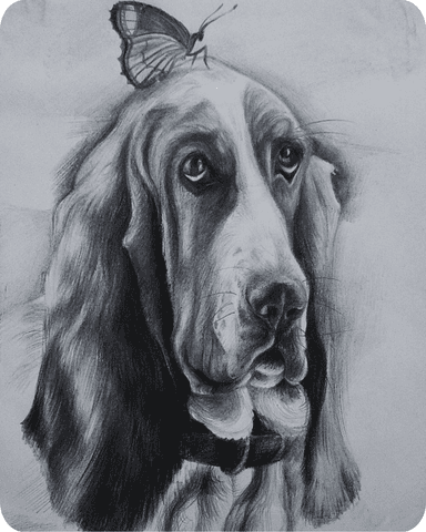 Example of Charcoal Pet Portrait