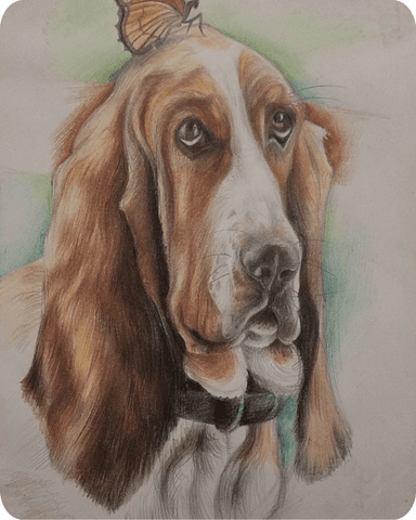 Custom Dog Colored Pencil Drawing Example