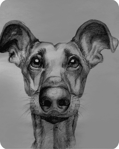 Custom Dog Charcoal Drawing Example