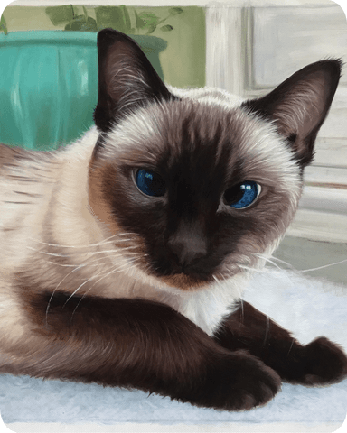 Example of a Cat Colored Pencil Drawing