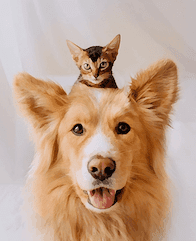 cat and dogg