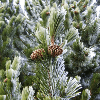 Frosted Pine Branches