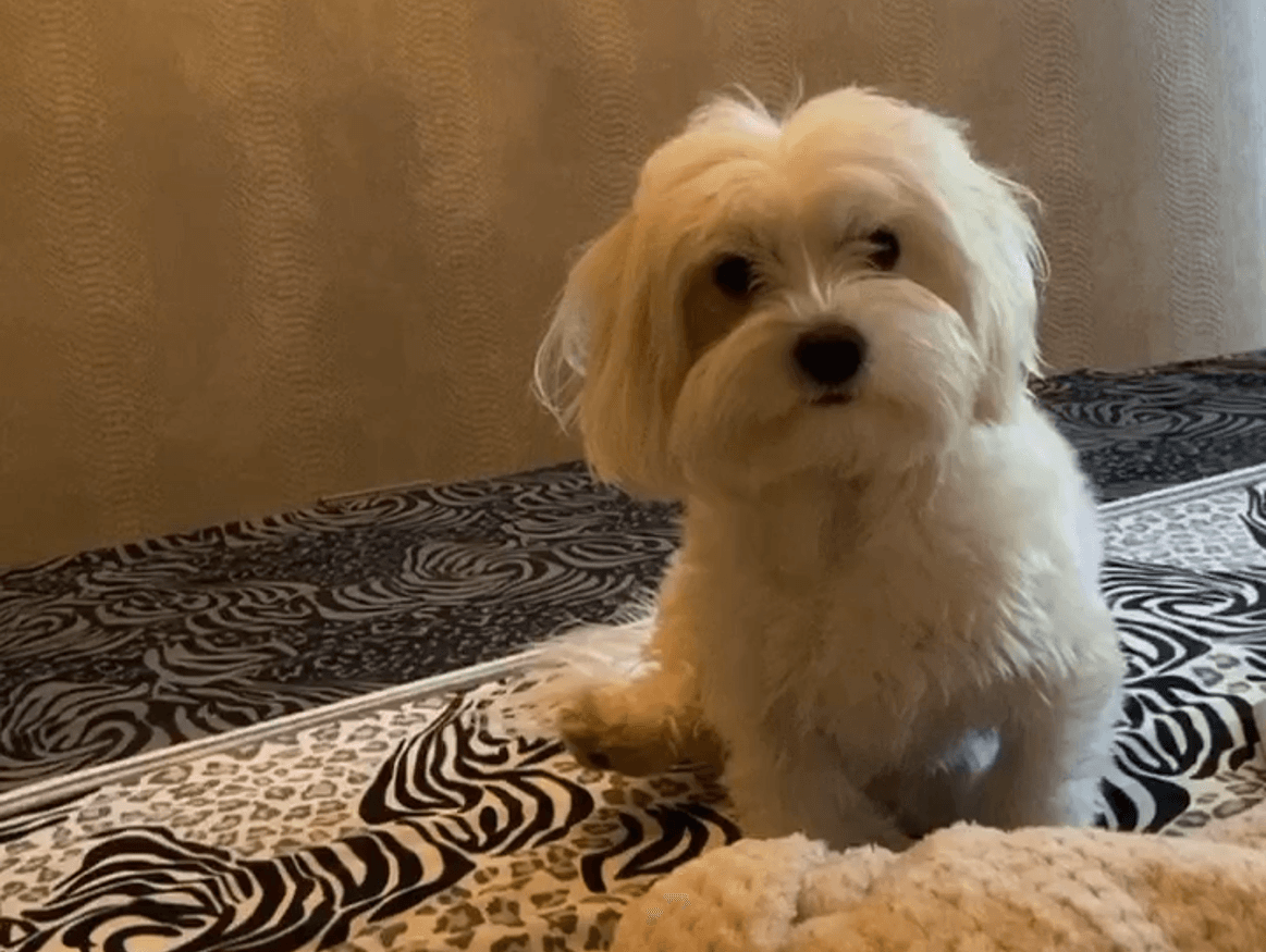 photo for a custom pet portrait