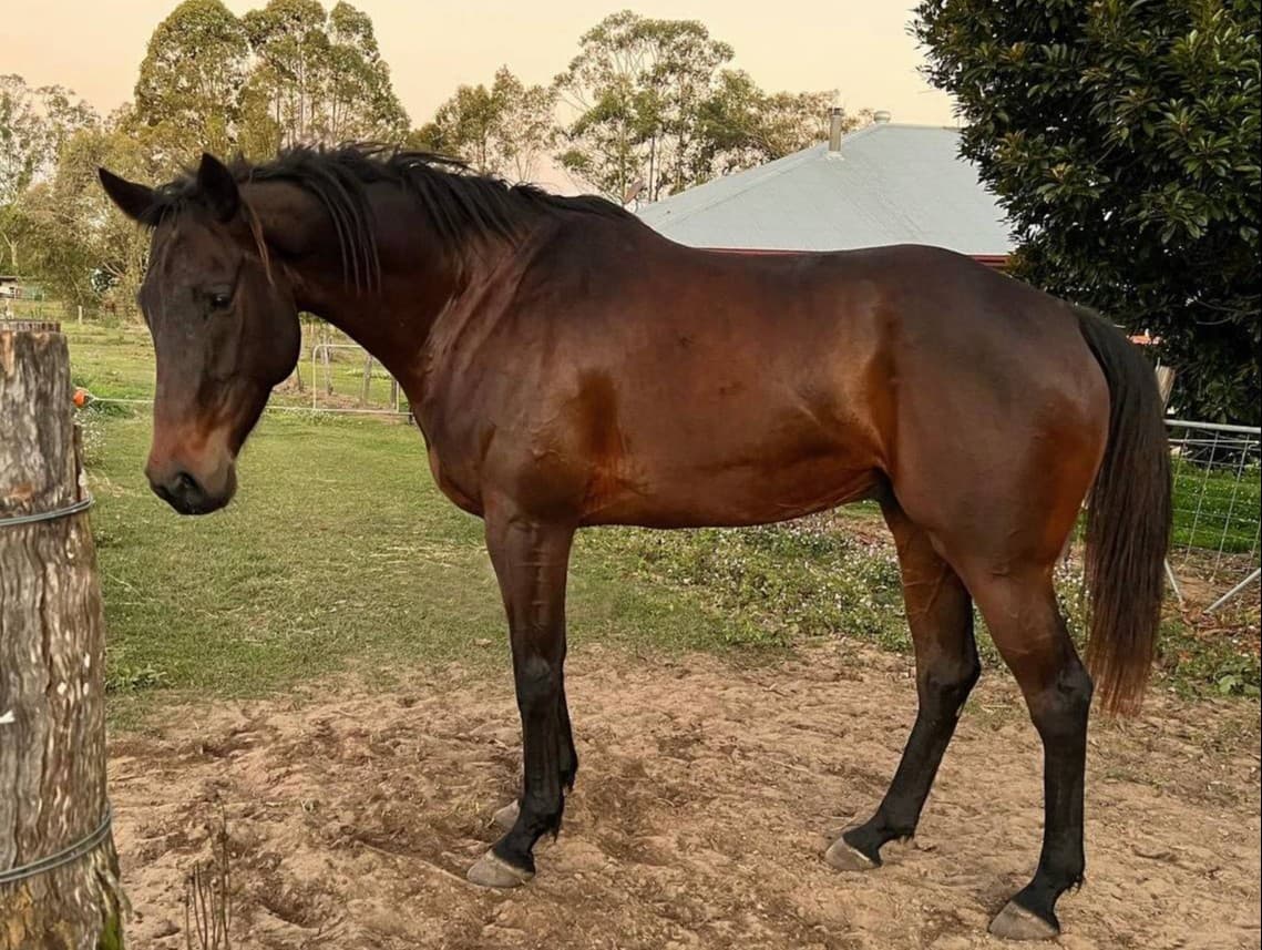 photo for a custom horse painting