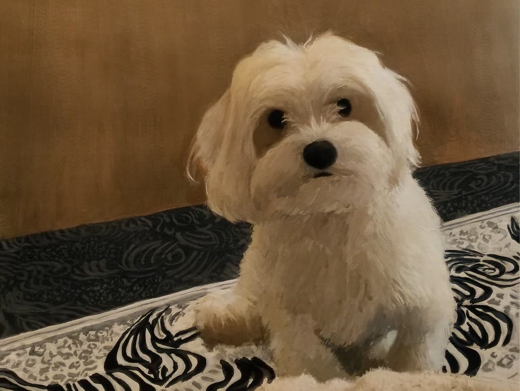 custom pet portrait from a photo - white dog pencil portrait